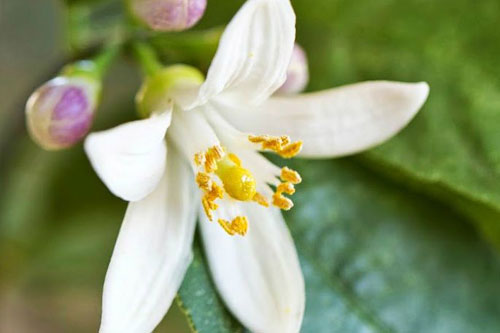 脐橙花高清图片