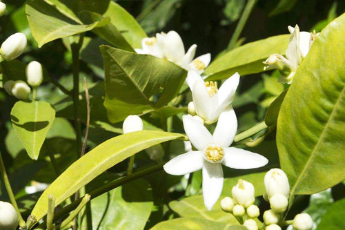 脐橙花高清图片