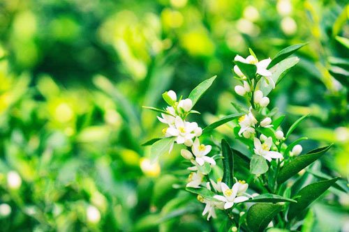 脐橙花高清图片